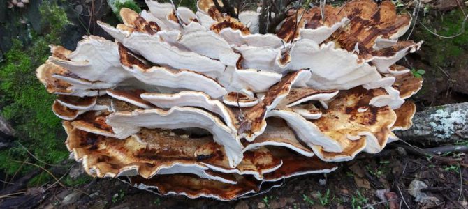 Un meripilus giganteus de 23 kilos para el Día de la Seta en Badajoz Un meripilus giganteus de 23 kilos para el Día de la Seta en Badajoz