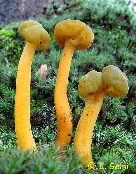 Leotia lubrica SOCIEDAD MICOLÓGICA EXTREMEÑA