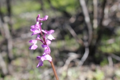IMG_8611
