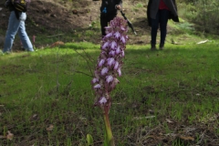 Día de la Seta de Primavera en Fuente del Arco_20218_44 (46)