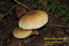 Día de la Seta de Primavera en Fuente del Arco_20218_44 (8)