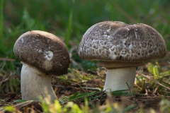 Agaricus iodosmus