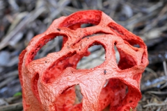 Clathrus Ruber