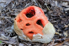 Clathrus Ruber