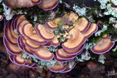 TRICHAPTUM BIFORME