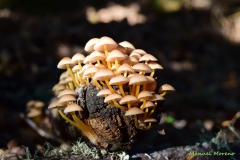 Mycena renati