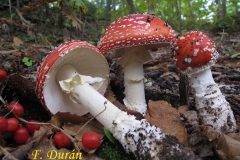 Amaniata muscaria