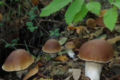 Boletus edulis