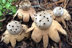 Myriostoma reducido