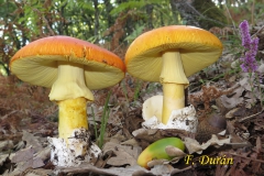 Amanita caesarea (Fernando Durán)