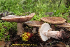 rubescens