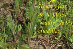 Madres y criadillas-web