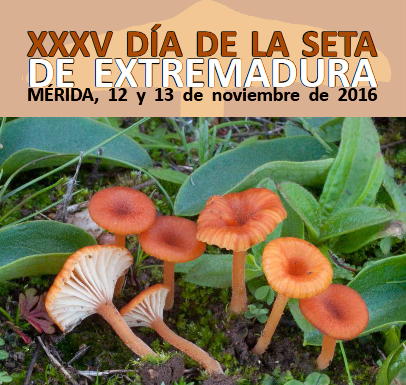 XXXV Día de la seta de Extremadura (Mérida)