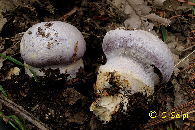 Cortinarius caerulescens var. pallidipes