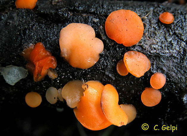 Pithya cupressina/Strobiloscypha cupressina 
