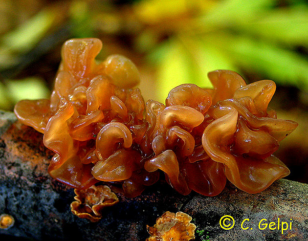 Tremella foliacea/Tremella moriformis
